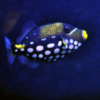 Balistoides conspicilium S