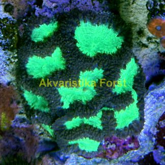 Blastomussa wellsi Green