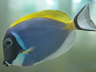 Acanthurus leucosternon L
