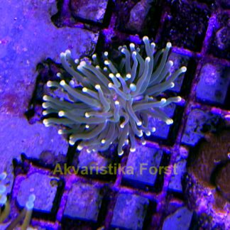 Euphyllia glabrescens sm