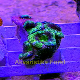 Acanthastrea sp.6