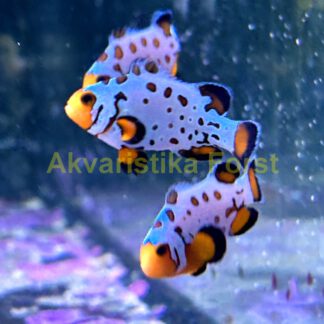 Amphiprion ocellaris Snowflake Bullet Hole Extreme