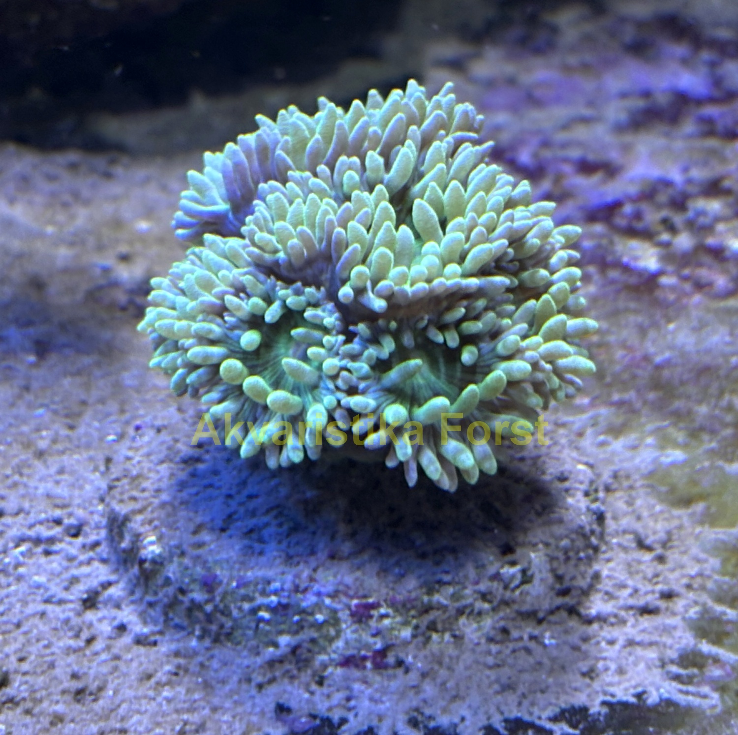 Duncanopsammia axifuga
