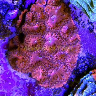 Blastomussa vivida red M