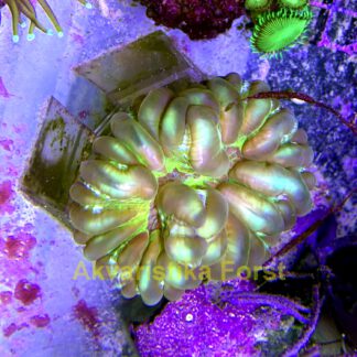 Cynarina lacrymalis