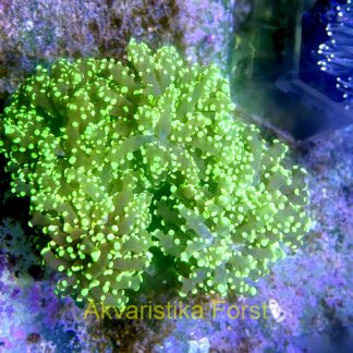 Euphyllia yaeyamaensis