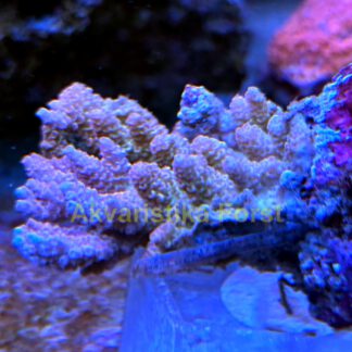 Acropora hyacintus