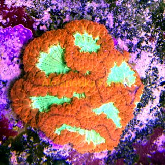 Blastomussa wellsi red/green