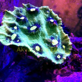 Mycedium elephantotus