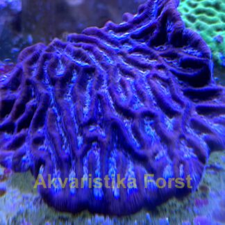 Platygyra sp.