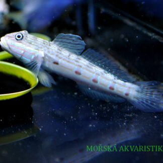 Valencienna longipinnis