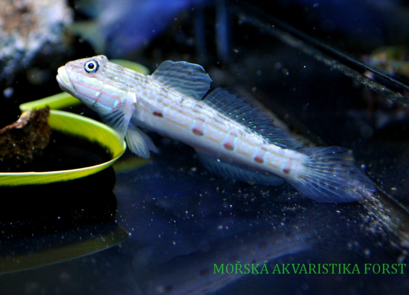 Valencienna longipinnis