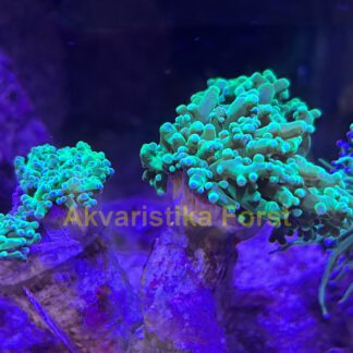 Euphyllia paradivisa