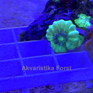 Caulastrea furcata - 1 polyp