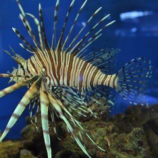 Pterois volitans L
