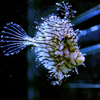 Chaetoderma pencilligera S