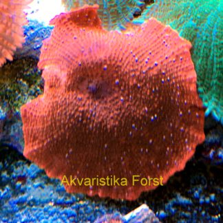 Discosoma neglecta