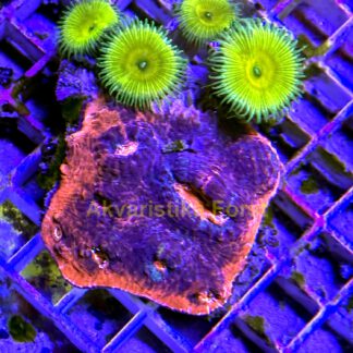 Mycedium sp.