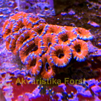 Acanthastrea sp.9