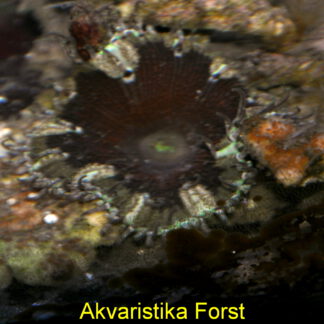 Sasanka Epicystis crucifer 5