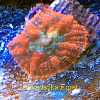 Rhodactis cf. inchoata