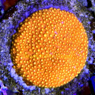 Cyphastrea serailia