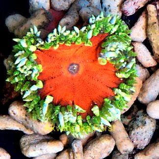 Sasanka Epicystis crucifer 5c