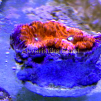 Blastomussa vivida red