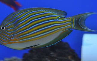 Acanthurus lineatus M