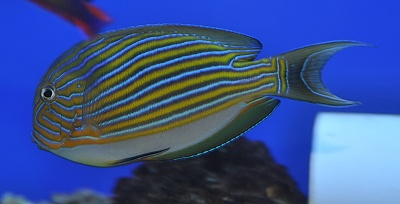 Acanthurus lineatus M