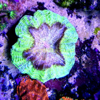Acanthophyllia deshayesiana AD2