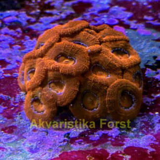 Acanthastrea sp.8