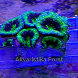 Acanthastrea sp.7