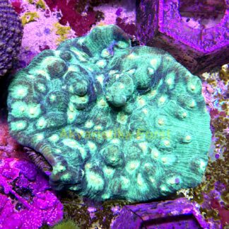 Echinophyllia sp. ECHI3