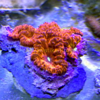 Blastomussa vivida red