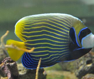 Pomacanthus imperator 
