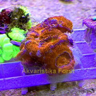 Acanthastrea sp.5