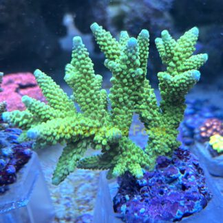 Acropora formosa